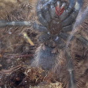 Poecilotheria rufilata