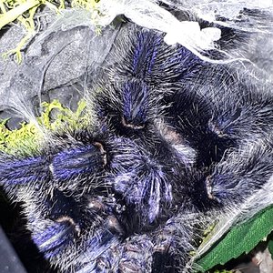 Avic purpurea (AF)
