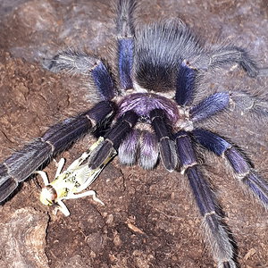 Sp. Dominican Purple (ex cautus)