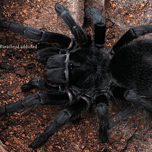 Grammostola quirogai.