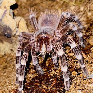 A. geniculata