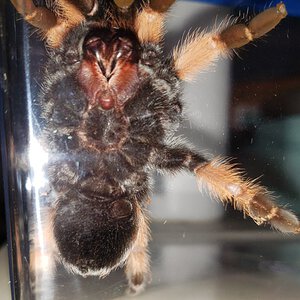 Brachypelma Emilia