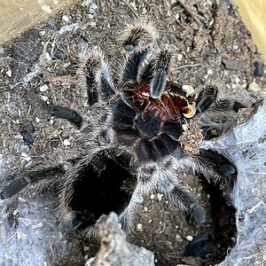 G. porteri