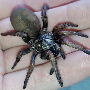 Arbanitis sp. Gundagai AF