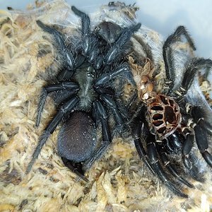 freshly molted Australothele nambucca