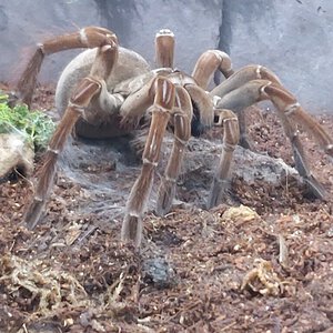 Theraphosa stirmi