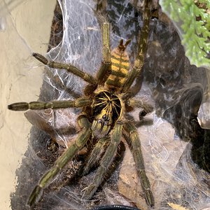 Neoholothele fasciaaurinigra AF freshly molted