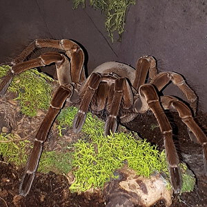 Theraphosa stirmi