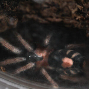 Lil' Bean- Cyriocosmus elegans 0.0.1 (.4in)