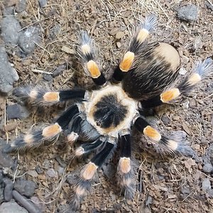 Brachypelma smithi