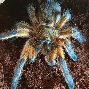 H pulchripes