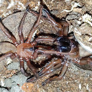 Blakistonia sp. yellow pairing