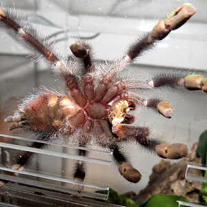 Leia's Snack (♀ Avicularia avicularia 3")