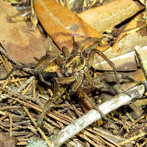 Mating Wolf Spiders (Hogna lenta) [1/5]