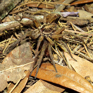 Mating Wolf Spiders (Hogna lenta) [4/5]