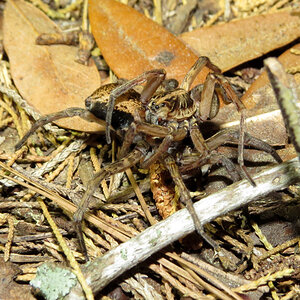 Mating Wolf Spiders (Hogna lenta) [5/5]