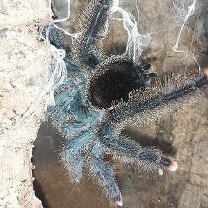 Avicularia M6?