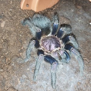 Phormictopus sp dominican purple (ex cautus)