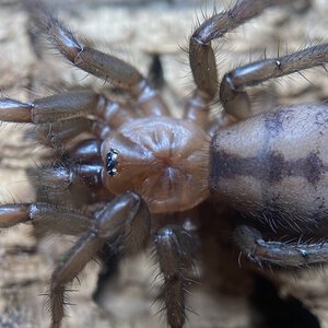 Paraembolides sp. “Dangar”