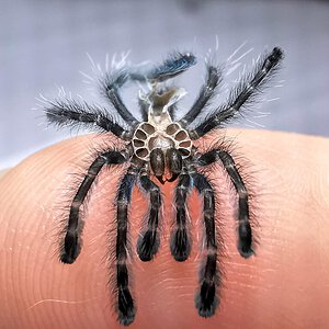 Molt from my 0.5" C.versicolor sling