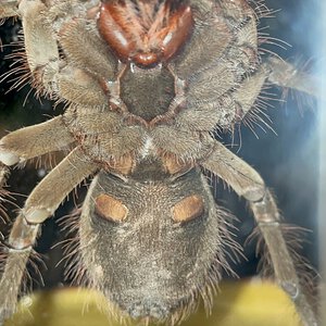 Theraphosa stirmi