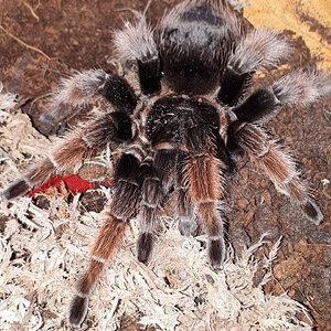 Brachypelma klaasi (AF)