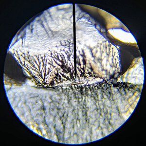 Chromatopelma cyaneopubescens 1.5 inch DLS