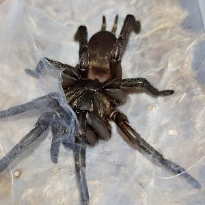 Teyloides sp. Flinders Ranges 1