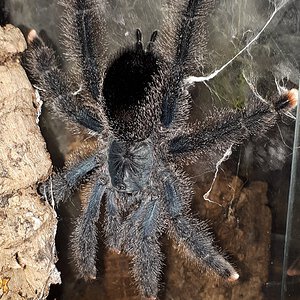 Avic morph 6?