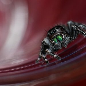 Jumping spider 2