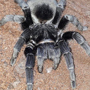 Grammostola pulchra