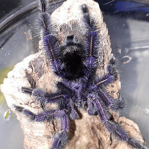 Avicularia purpurea