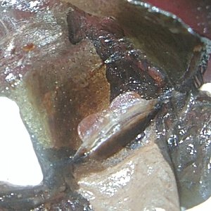 Tliltocatl albopilosus 3in DLS female