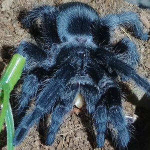 G. pulchra juvenile female