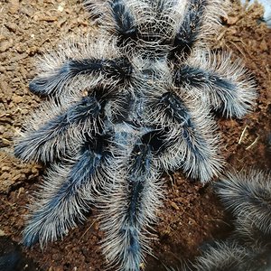 Tliltocatl albopilosus juvenile female