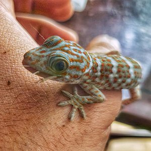 Hand feeding a tokay gecko