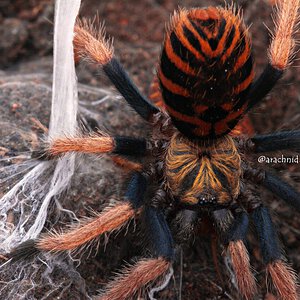 Chromatopelma cyaneopubescens.