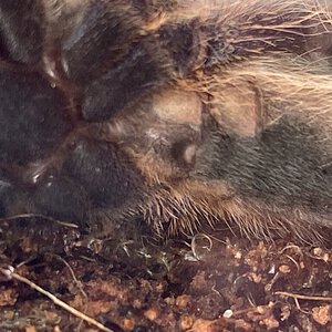 Poecilotheria rufilata 10cm