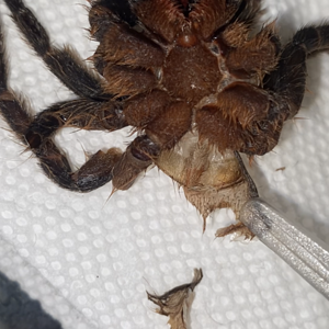 Aphonopelma seemanni