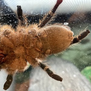 ~4” Aphonopelma seemani