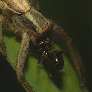 Unknown Spider eating an ant #2