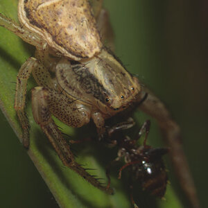 Unknown Spider eating an ant #3