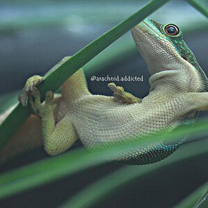 Phelsuma quadriocellata.