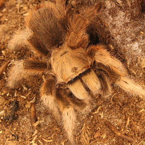 Aphonopelma chalcodes