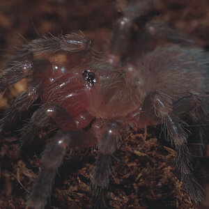 A. Geniculata sling #1