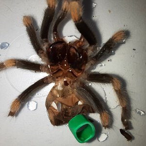 Bela - B hamorii - moult 01.jpg