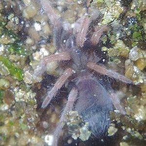 Aphonopelma bicoloratum