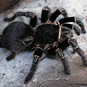 Acanthoscurria juruenicola.