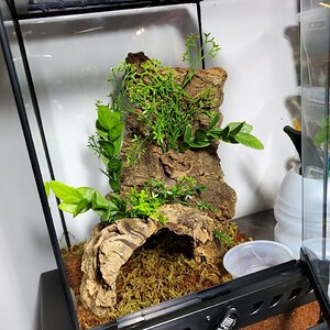 New home for juvenile p.cambridgei