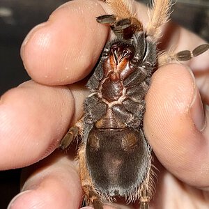 B. boehmei Ventral Shot 2